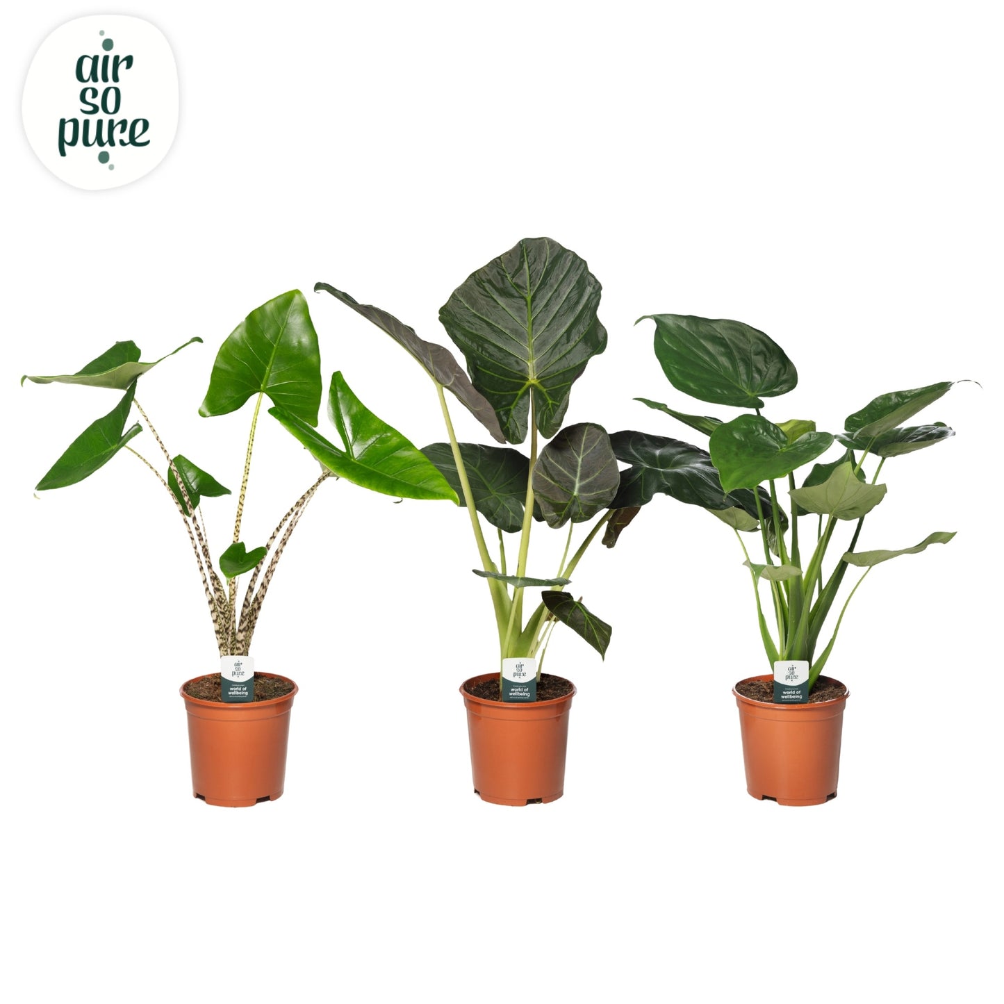 Alocasia mix 80cm 21cm Pot