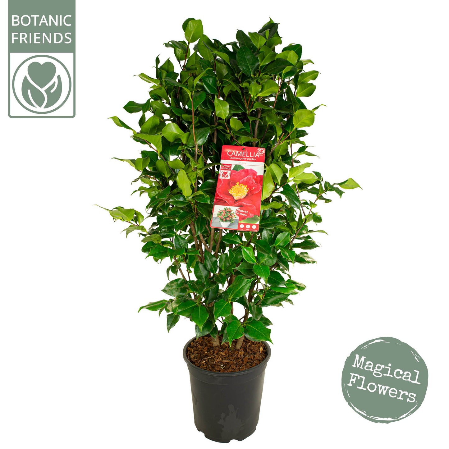 Camellia Dr. King 105cm 29cm Pot