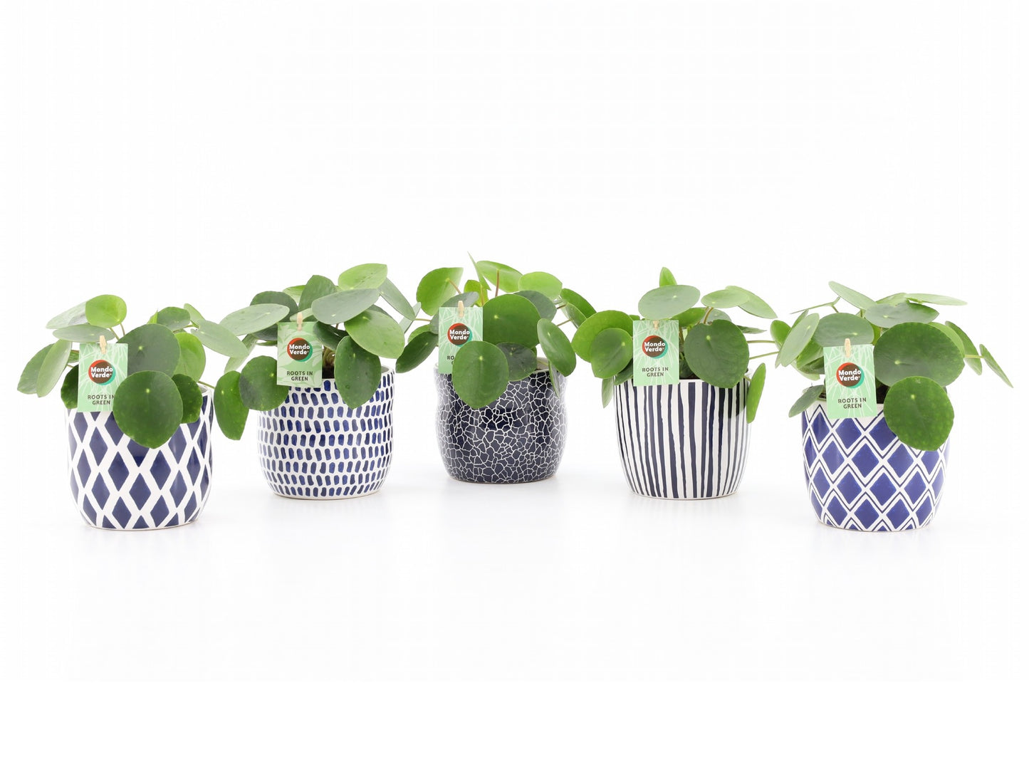 Pilea peperomioides 25cm 13cm Pot