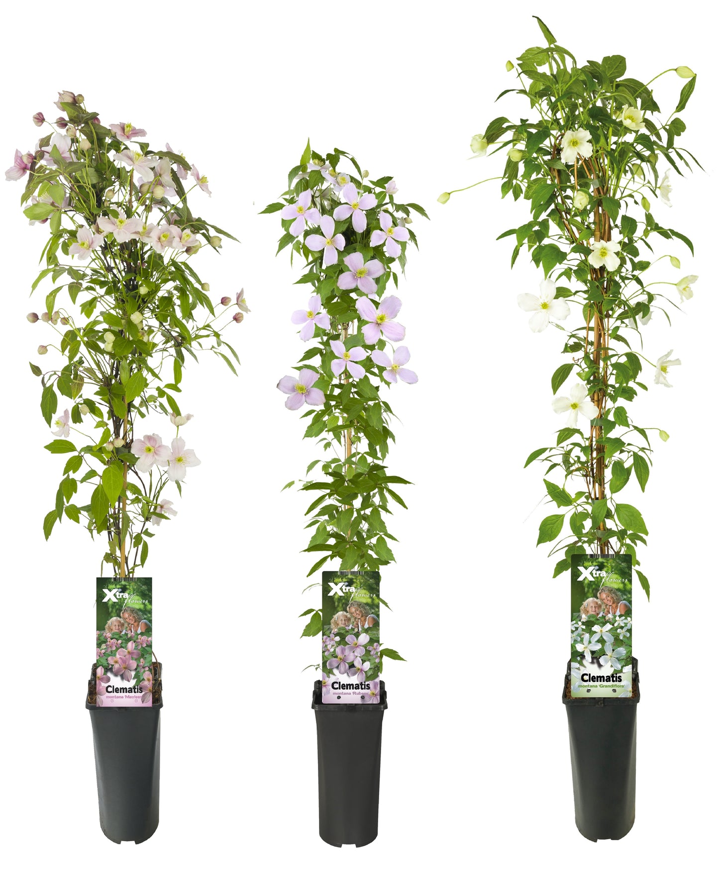 Climbers Mix 90cm 17cm Pot