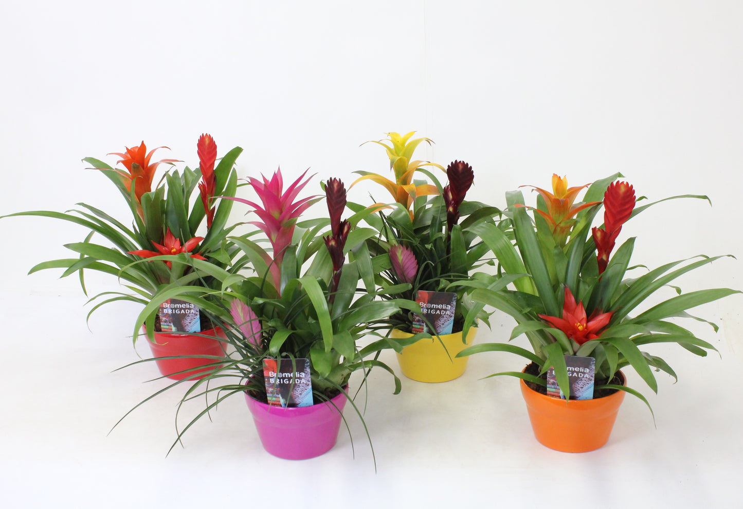 Bromelia mix 45cm 17cm Pot