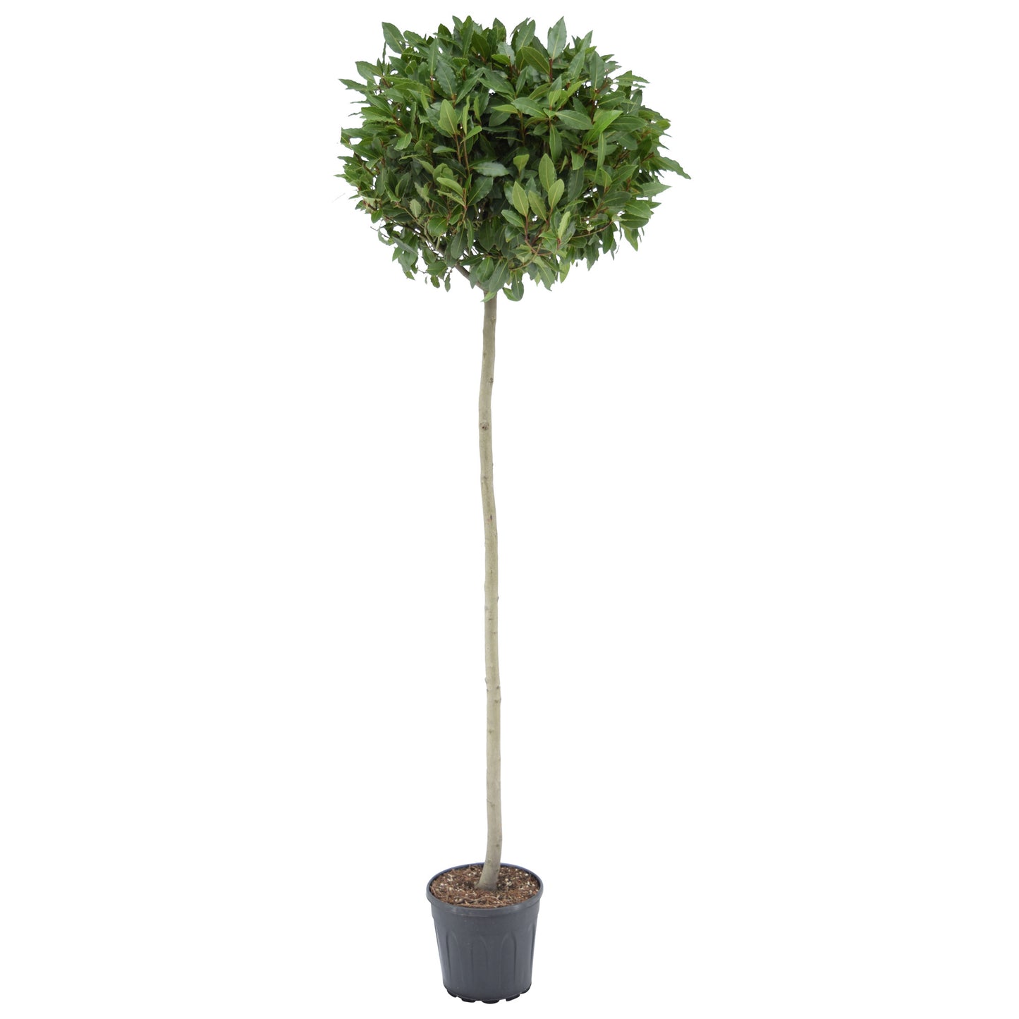 Laurus nobilis 190cm 25cm Pot