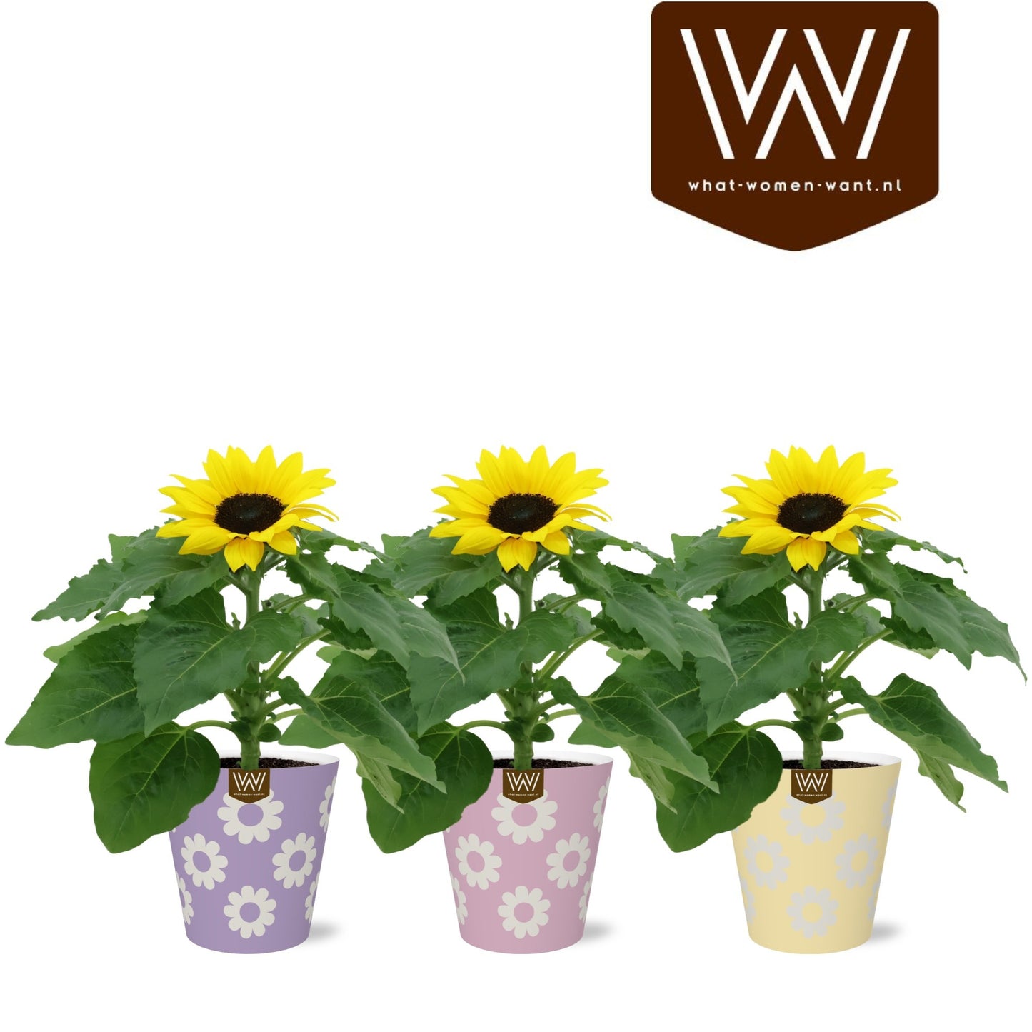 Houseplants mix flowering 25cm 12cm Pot