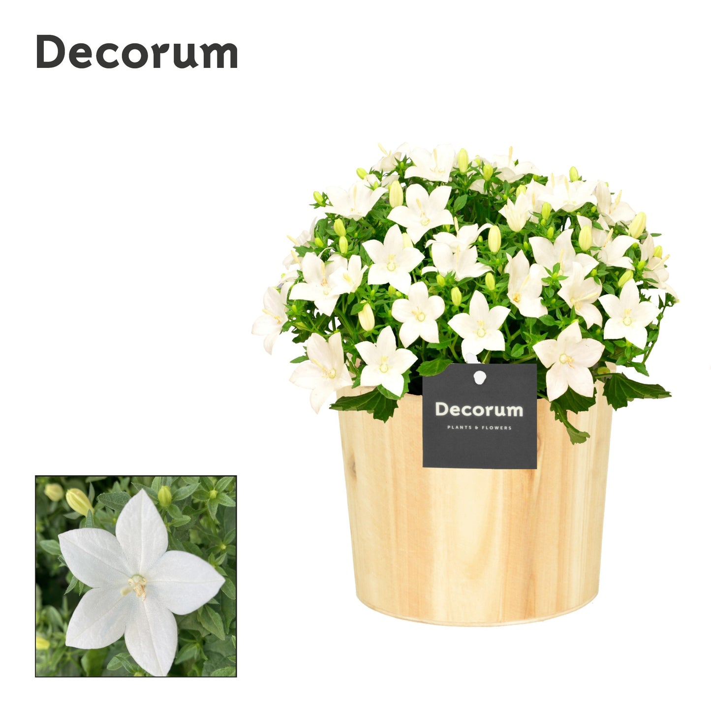 Campanula Atlanta White 22cm 14cm Pot