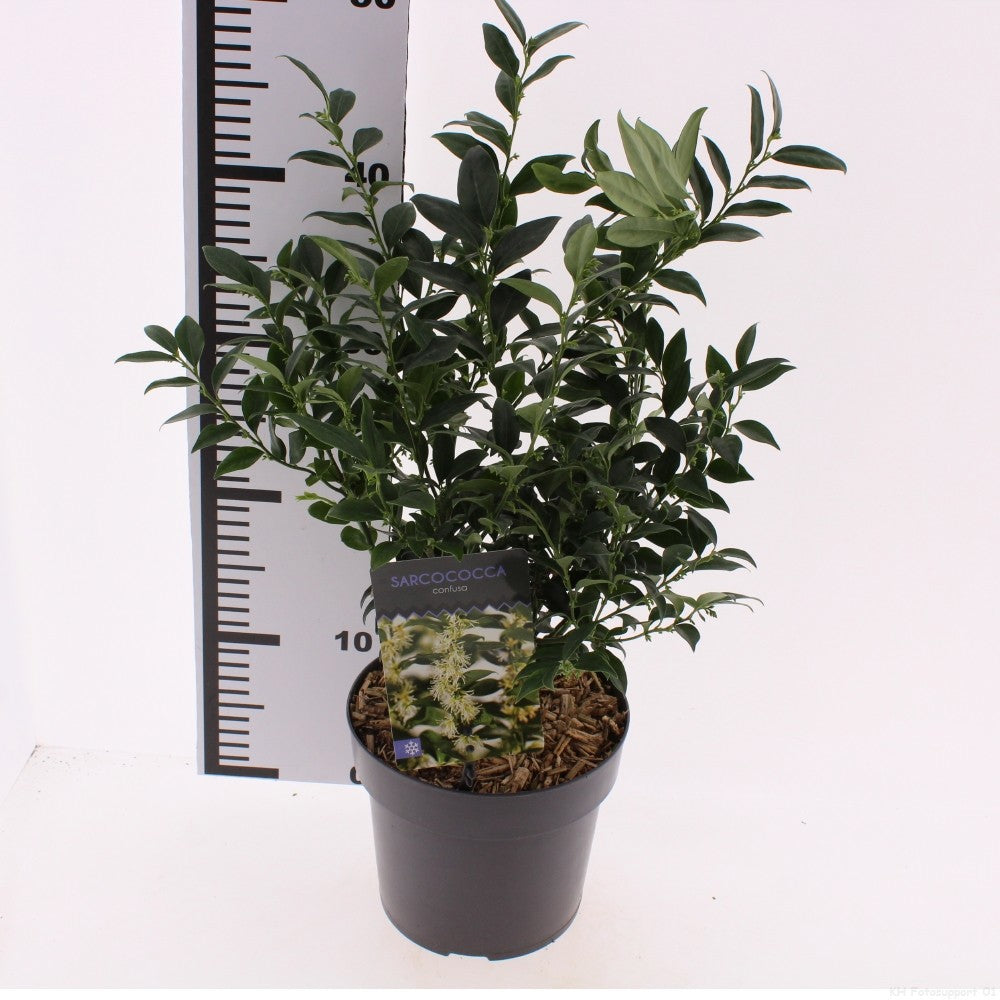 Sarcococca confusa 20cm 17cm Pot