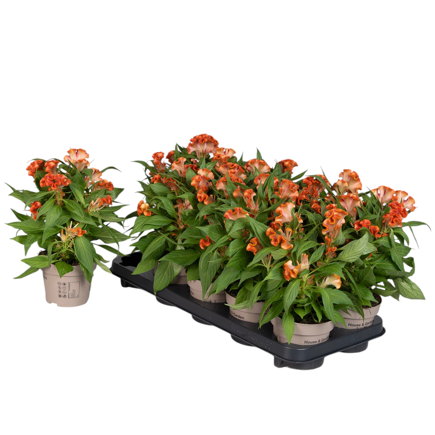 Celosia Twisted Light Orange 30cm 12cm Pot