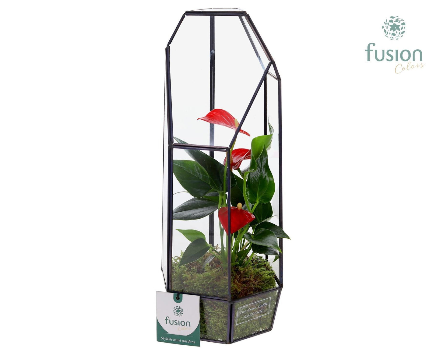 Metalen Lantaarn met Anthurium 35cm 12cm Pot