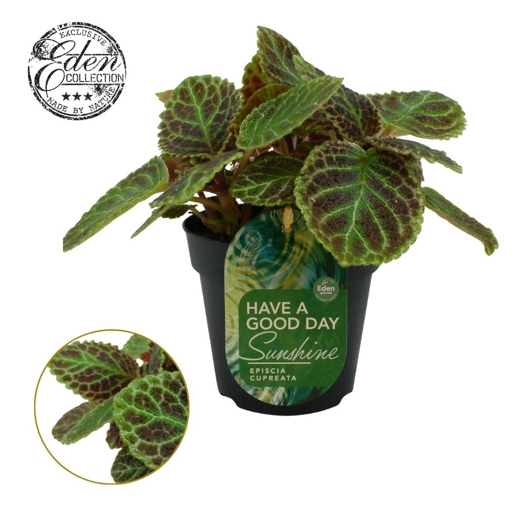 Episcia cup. Tierra Tortuga 20cm 12cm Pot