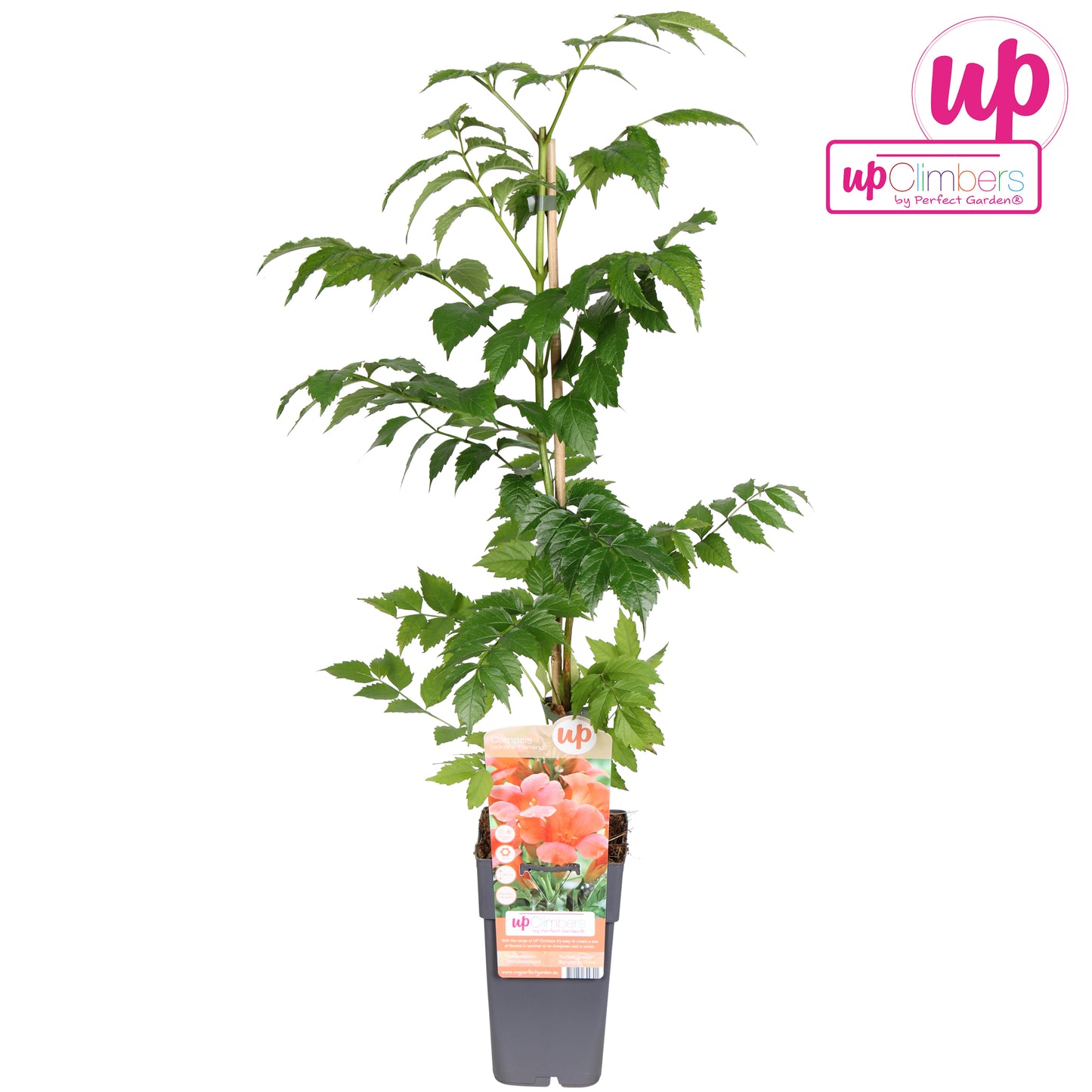 Campsis rad. Flamenco 65cm 15cm Pot