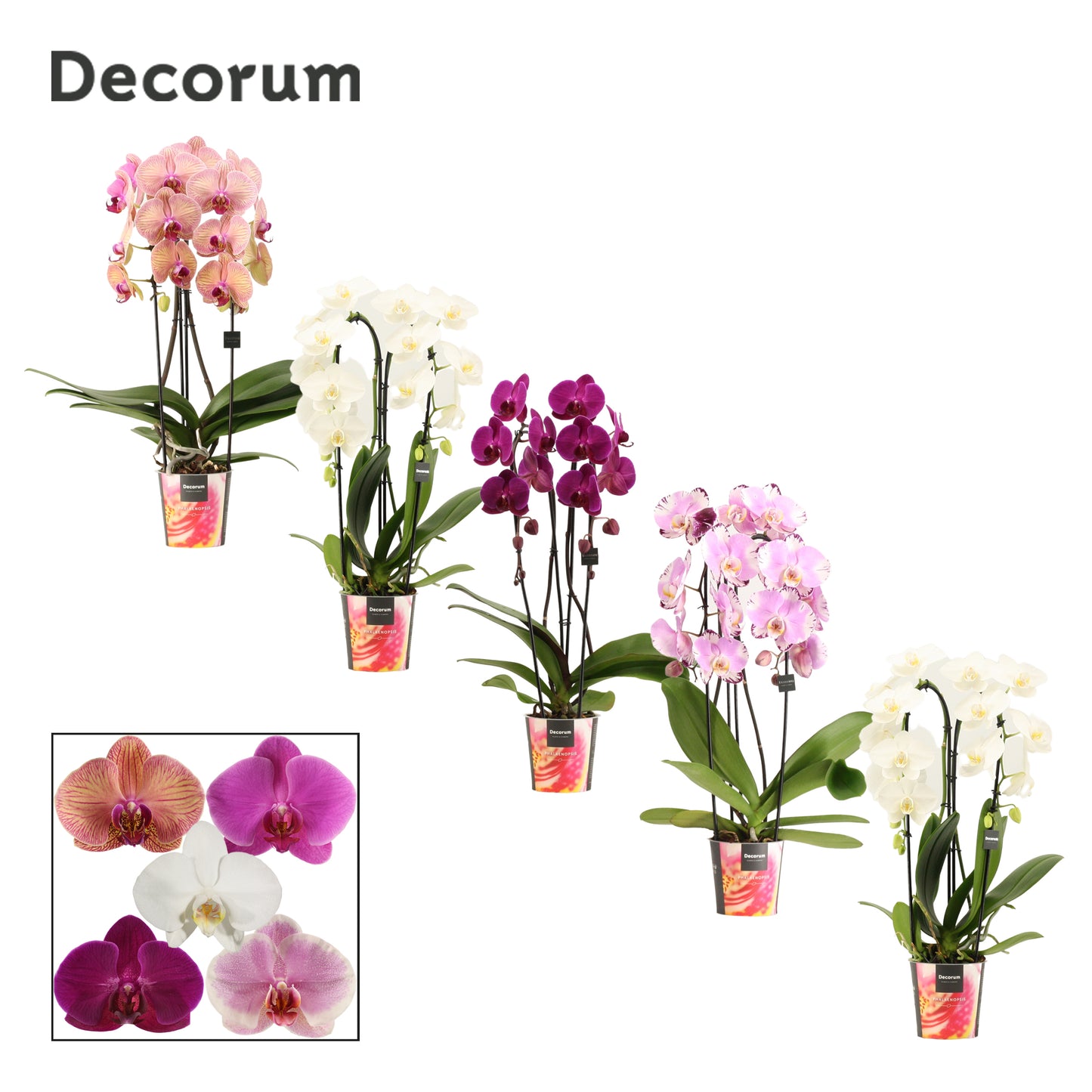 Phalaenopsis Cascade 55cm 12cm Pot