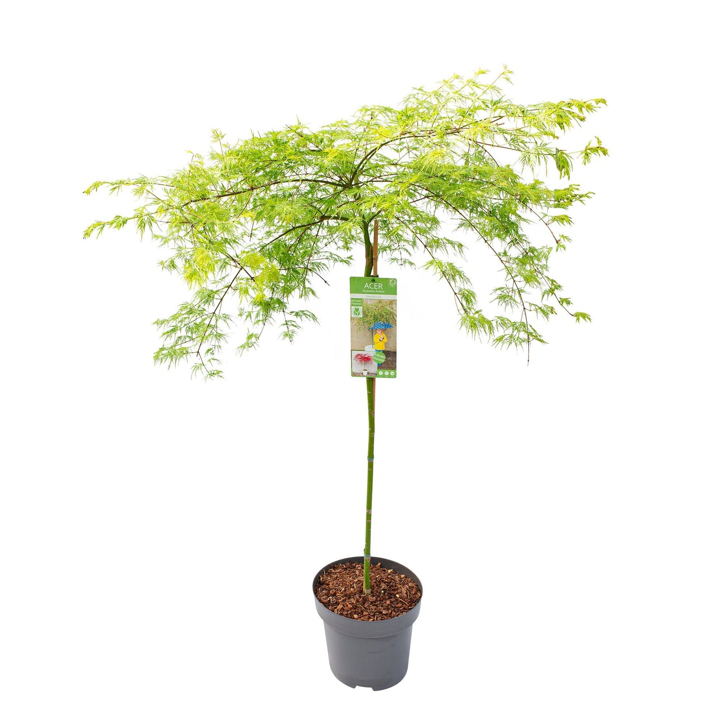 Acer Emerald Lace 160cm 30cm Pot