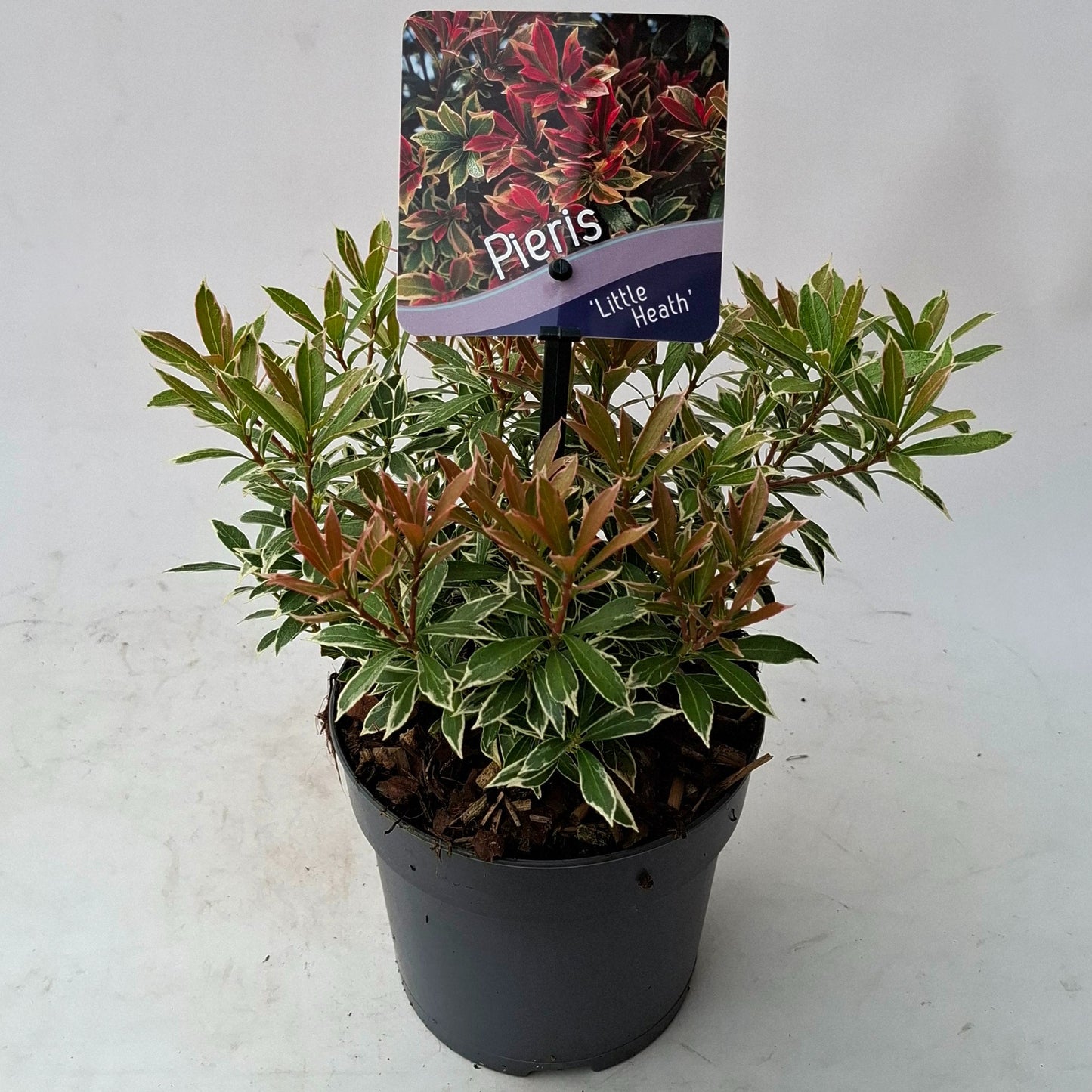 Pieris japonica Little Heath 15cm 13cm Pot