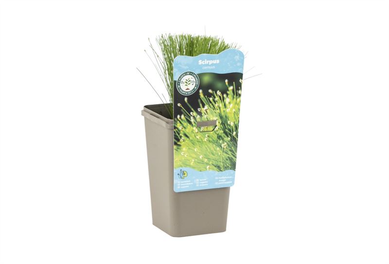 Waterplkw R. Moerings Waterplants (Oxygen) mix Pack of 10
