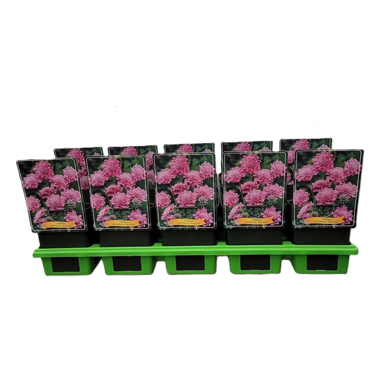 Scabiosa Pink Mist 25cm 11cm Pot