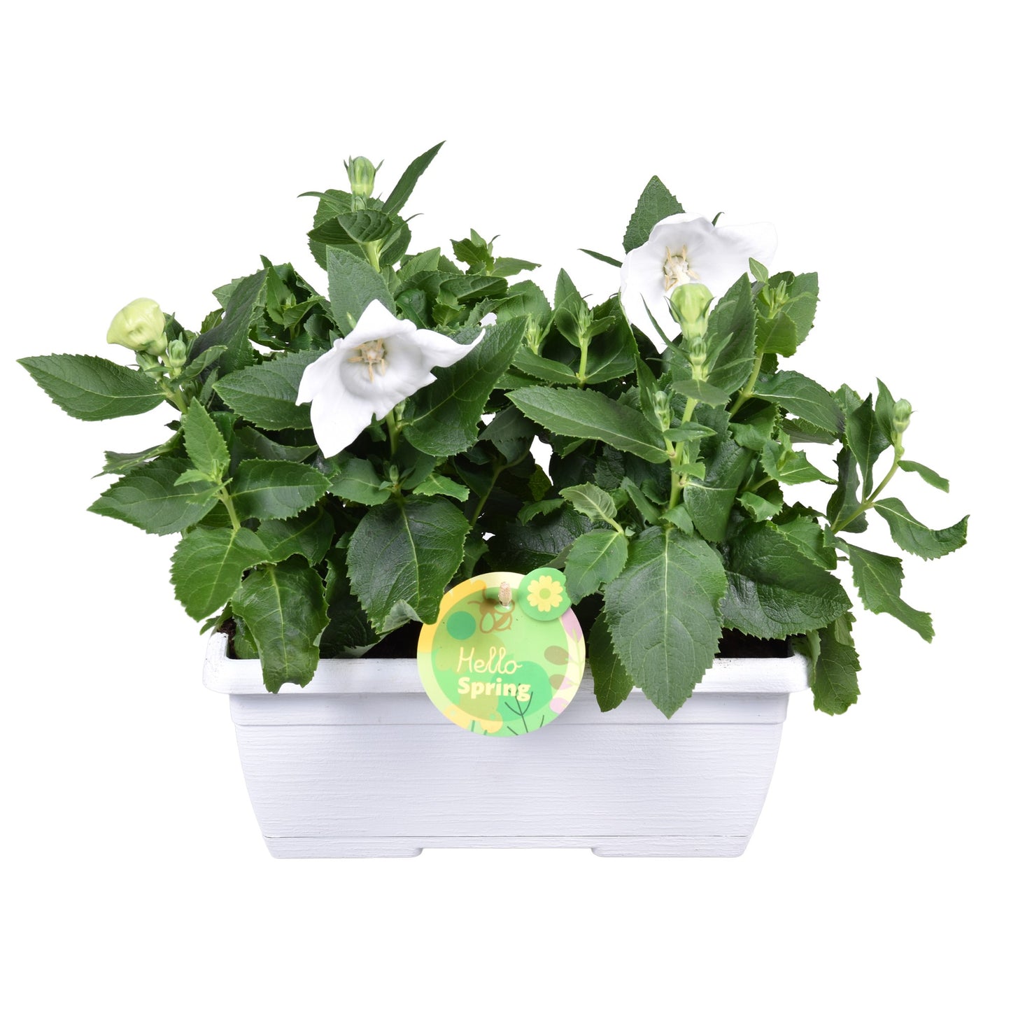 Platycodon White 30cm 25cm Pot