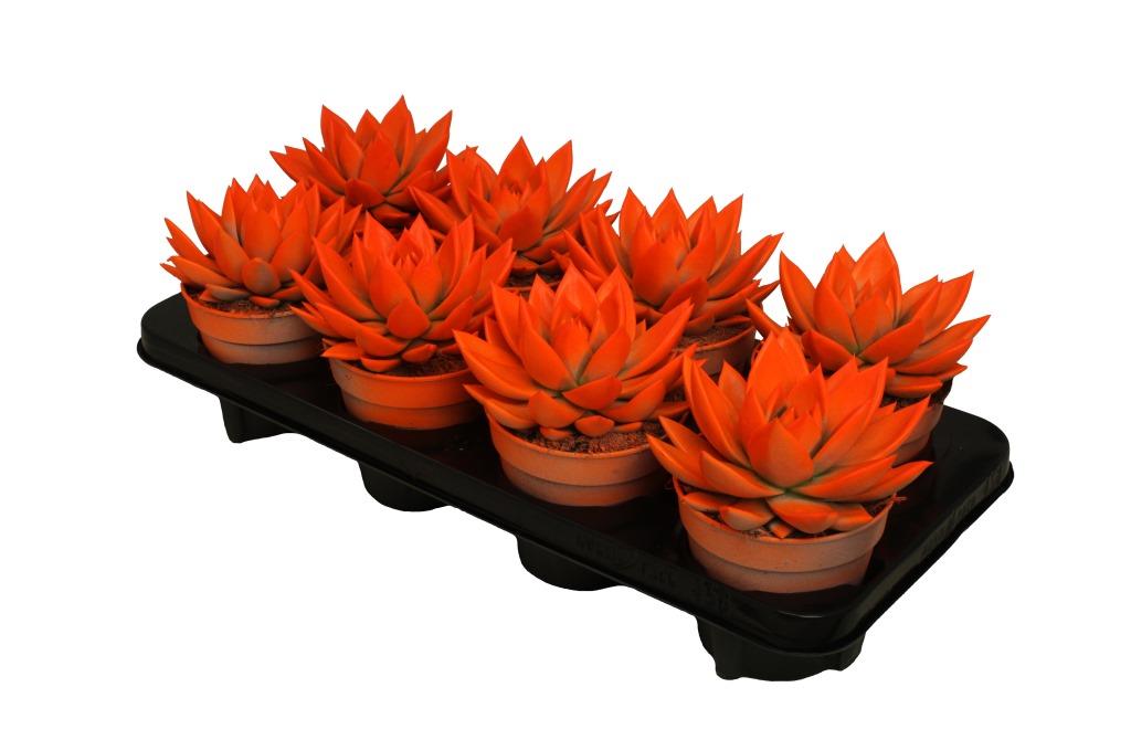 Echeveria colored orange 15cm 12cm Pot