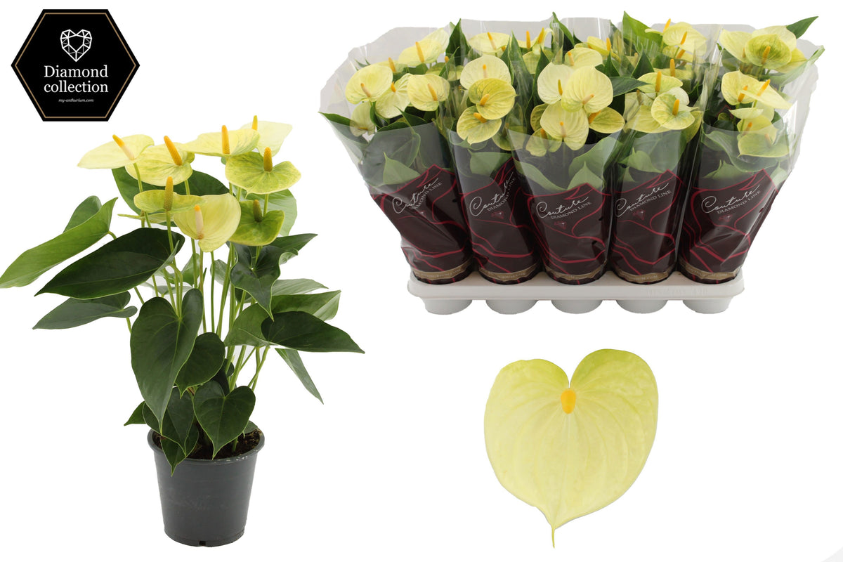 Anthurium Vanilla 40cm 12cm Pot