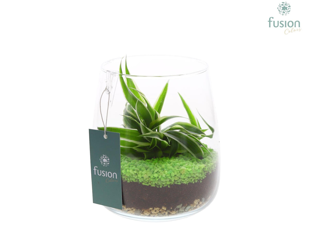 Glas Alzada Medium met Chlorophytum 20cm 14cm Pot