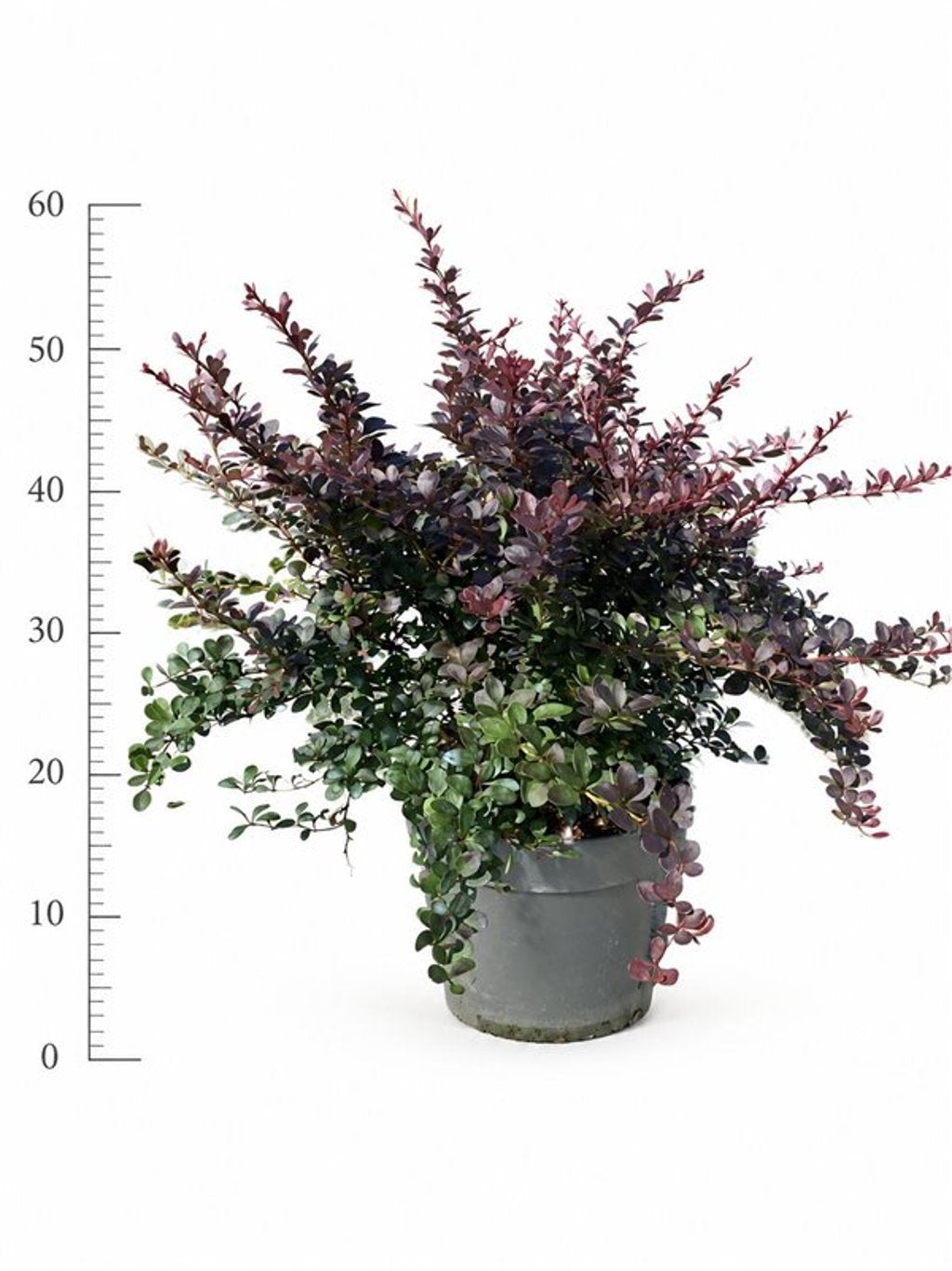 Berberis thunbergii Dart's Red Lady 60cm 26cm Pot