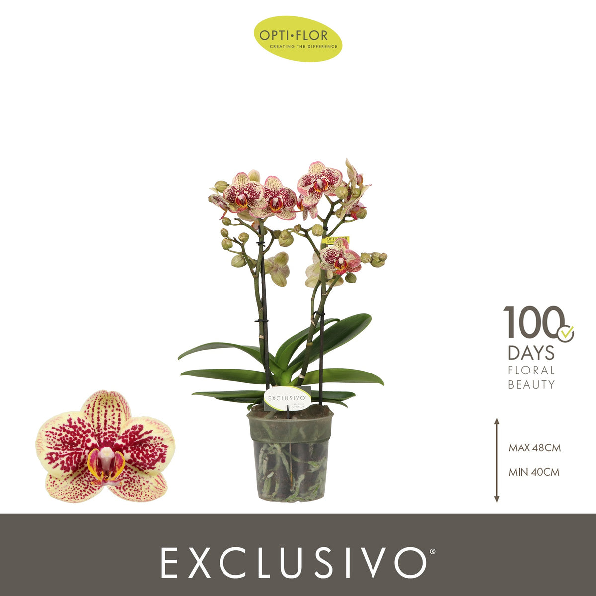 Phalaenopsis yellow 45cm 12cm Pot