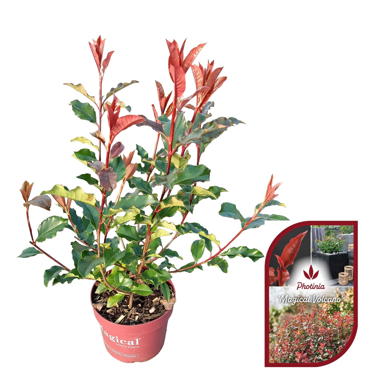 Photinia fraseri mix 50cm 17cm Pot