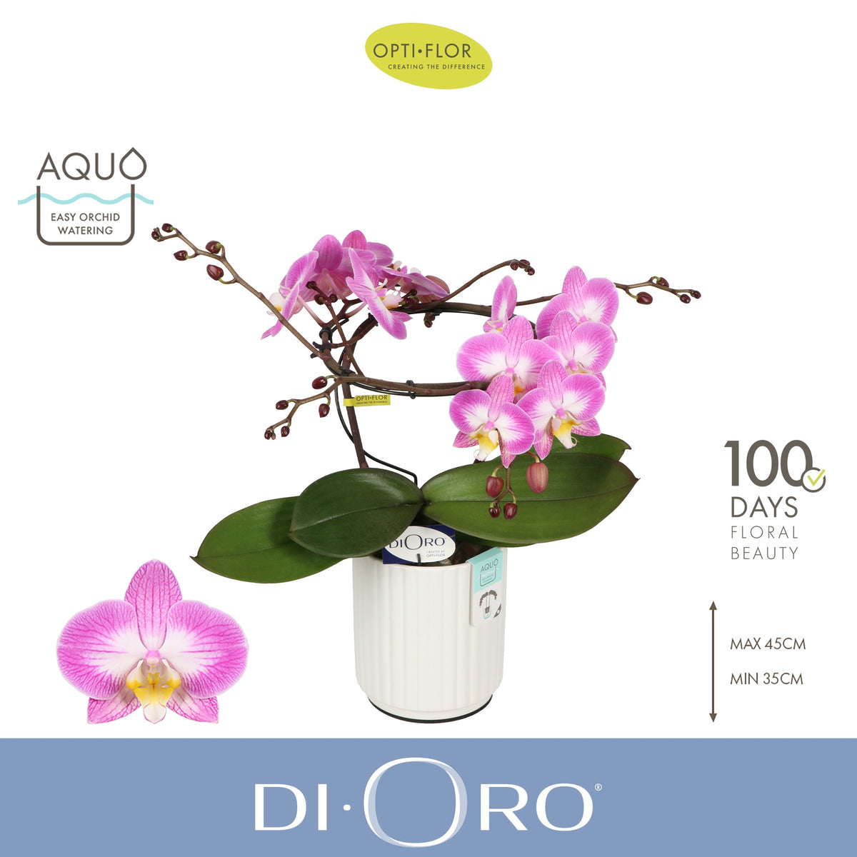 Phalaenopsis pink 50cm 12cm Pot