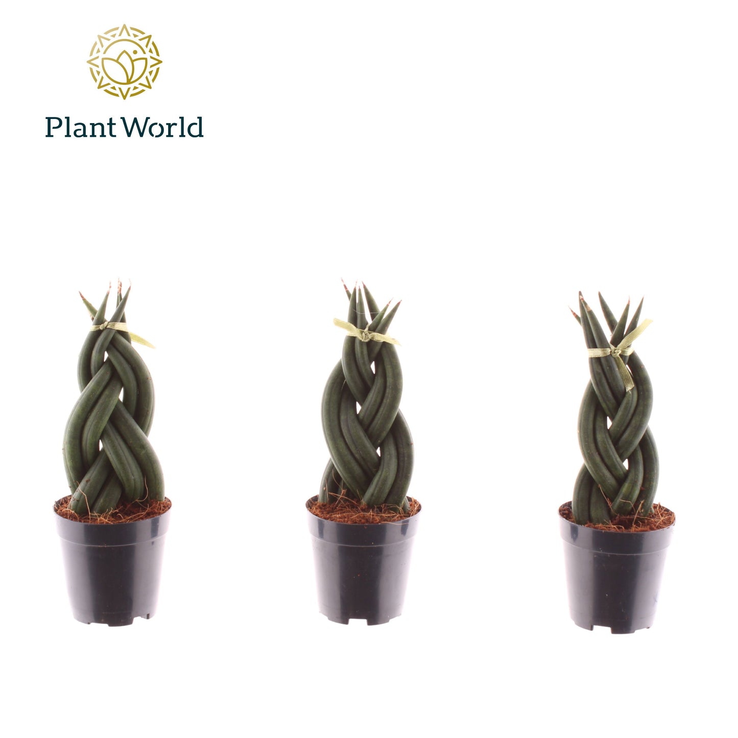 Sansevieria cylindrica 12cm 6cm Pot