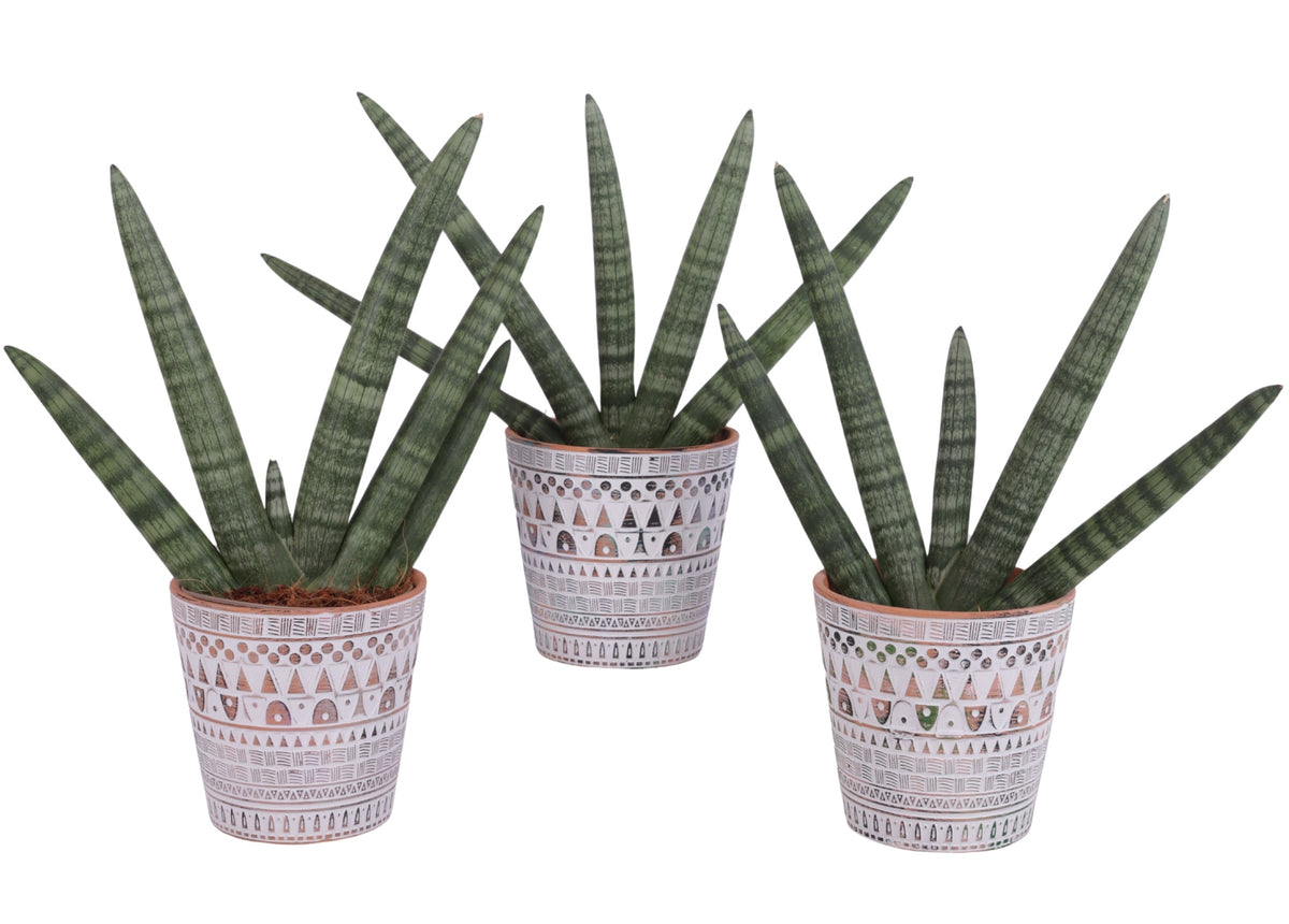 Sansevieria cyl. Handshake 45cm 14cm Pot