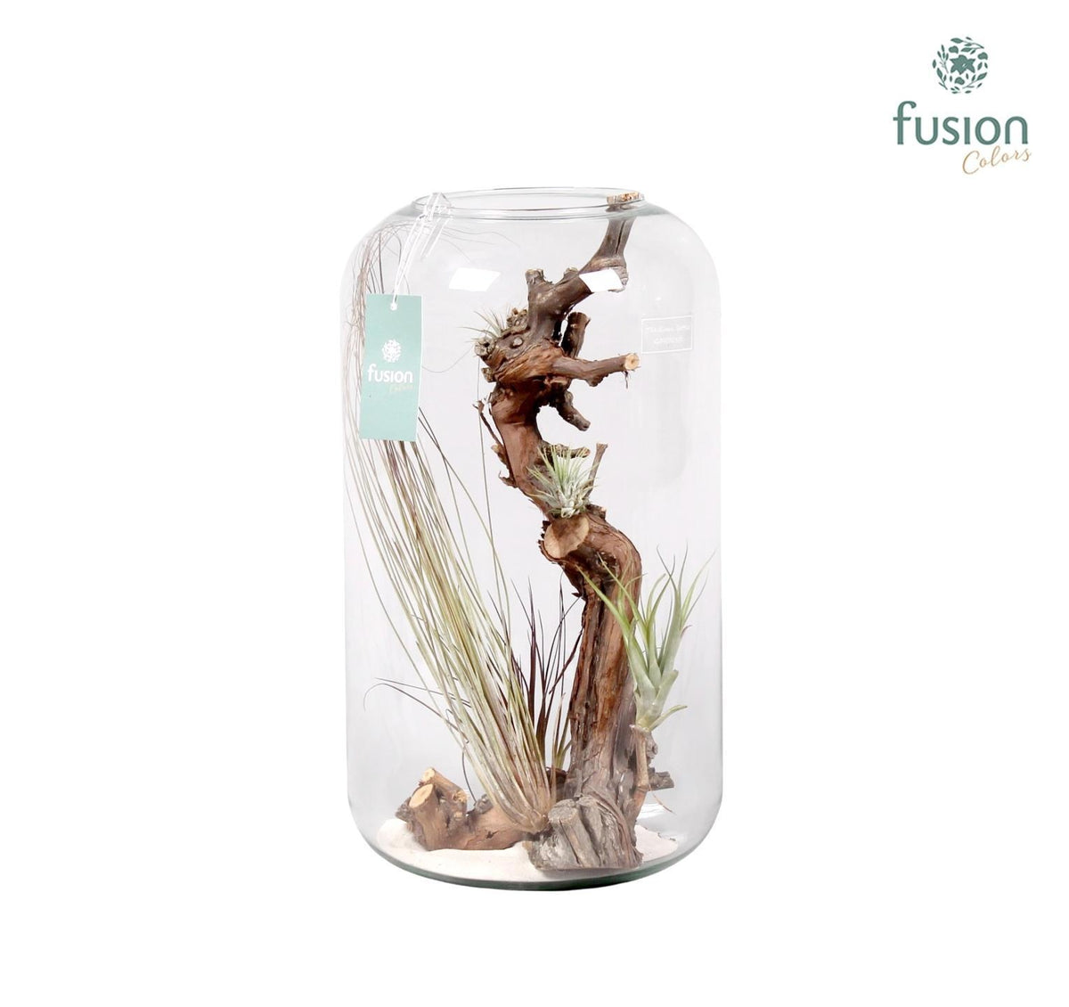 arr. Tillandsia 43cm 25cm Pot