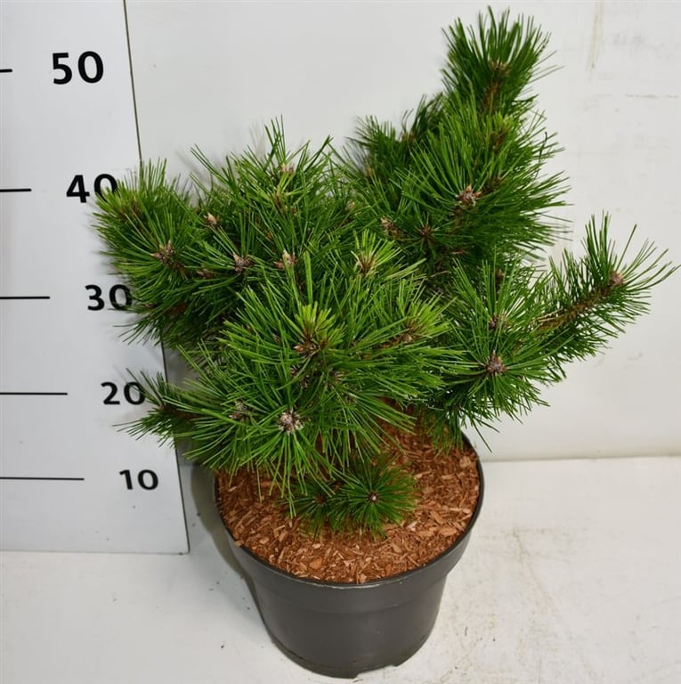 Pinus Low Glow 45cm 23cm Pot