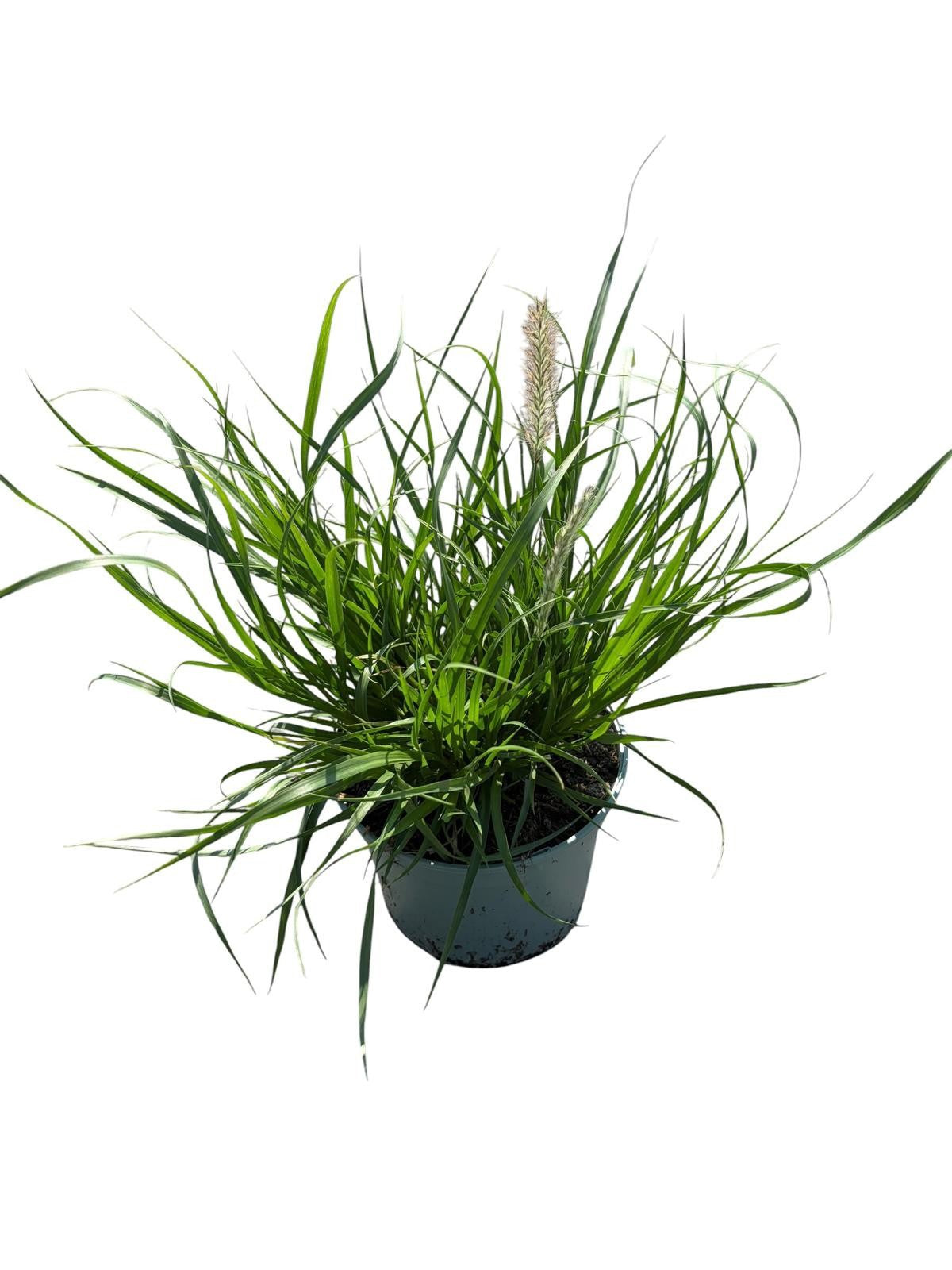 Pennisetum alopecuroides 65cm 19cm Pot