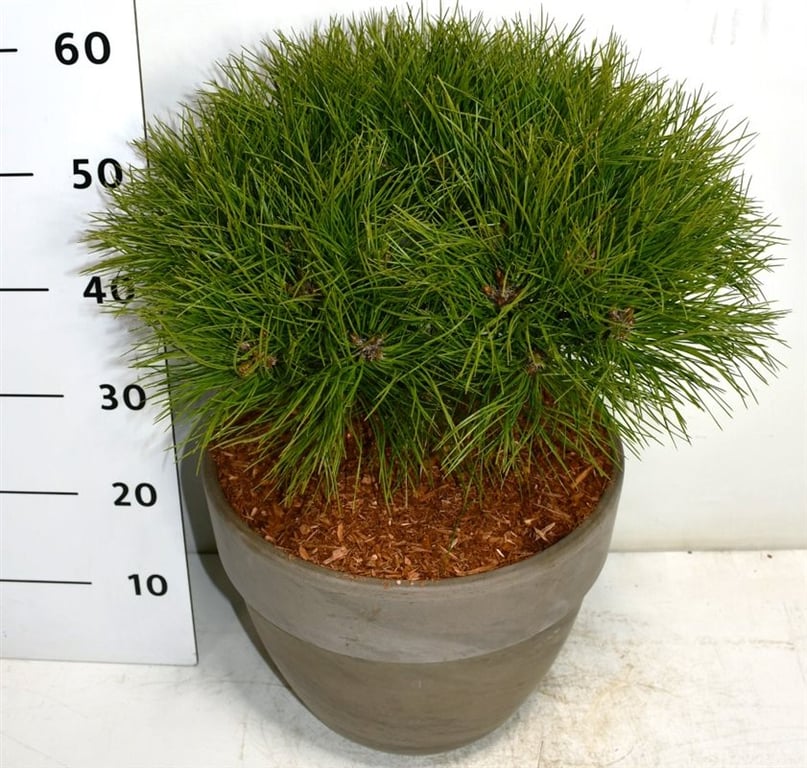 Pinus Marie Brégeon 60cm 35cm Pot
