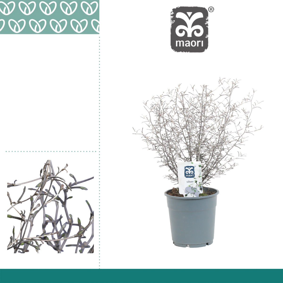 Corokia Maori Silver 30cm 12cm Pot
