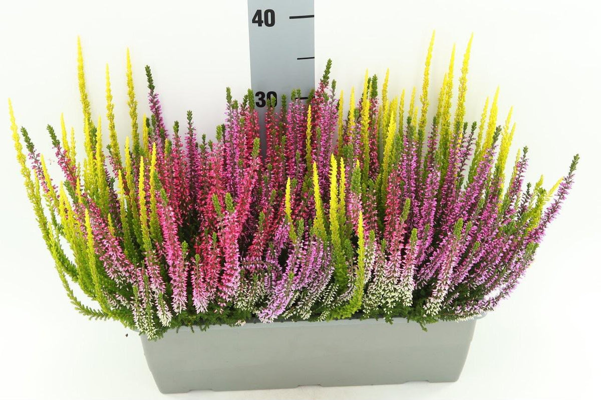 Calluna Beauty Ladies trio balcony 25cm 40cm Pot