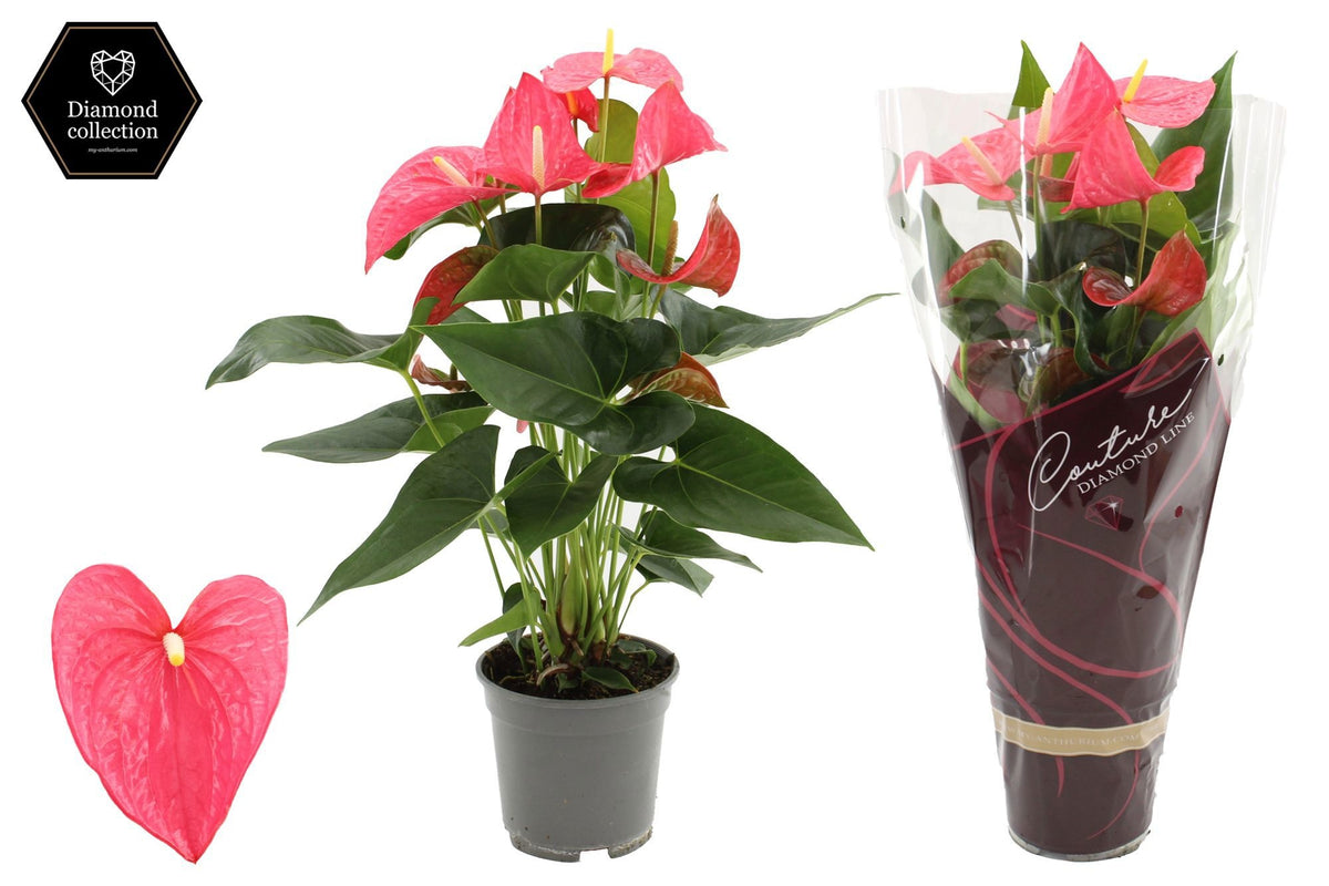 Anthurium Maine 60cm 17cm Pot