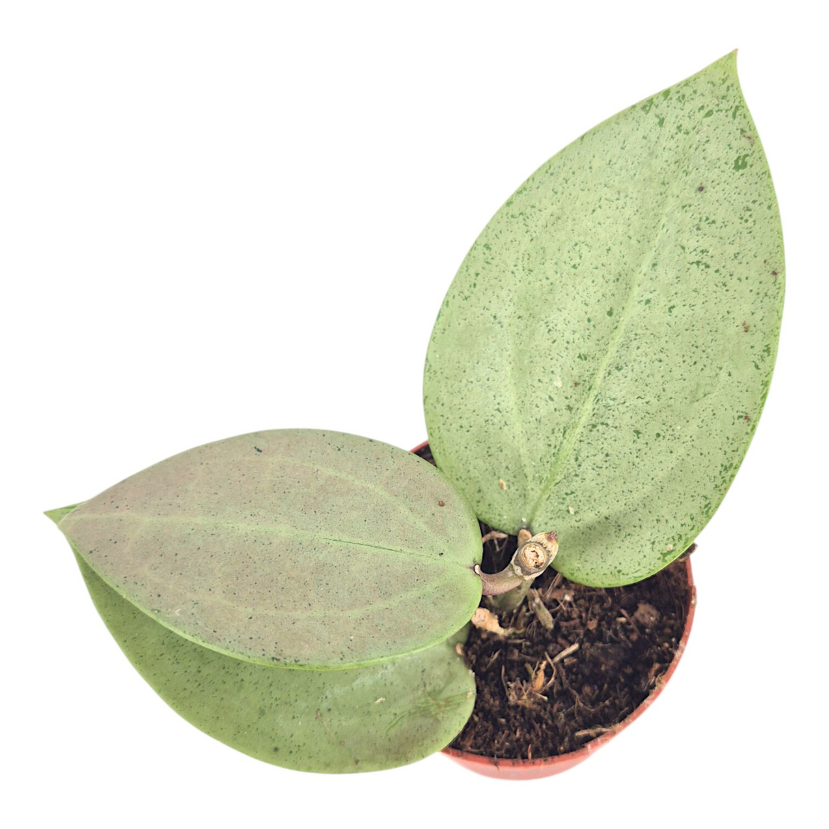 Hoya australis 7cm Pot