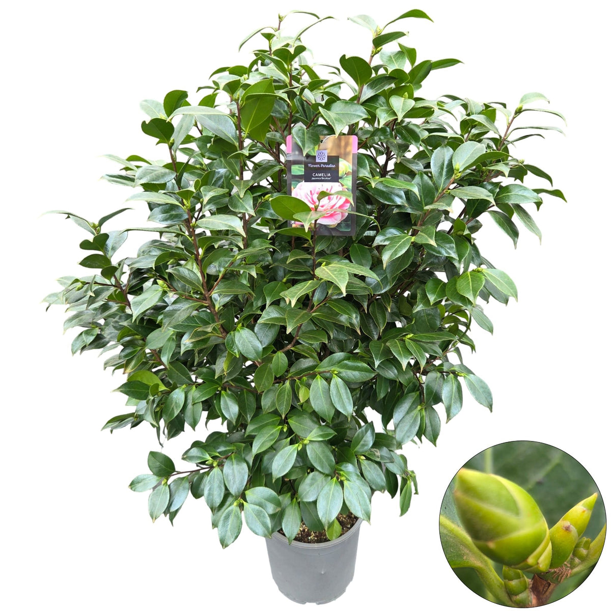Camellia japonica 120cm 29cm Pot