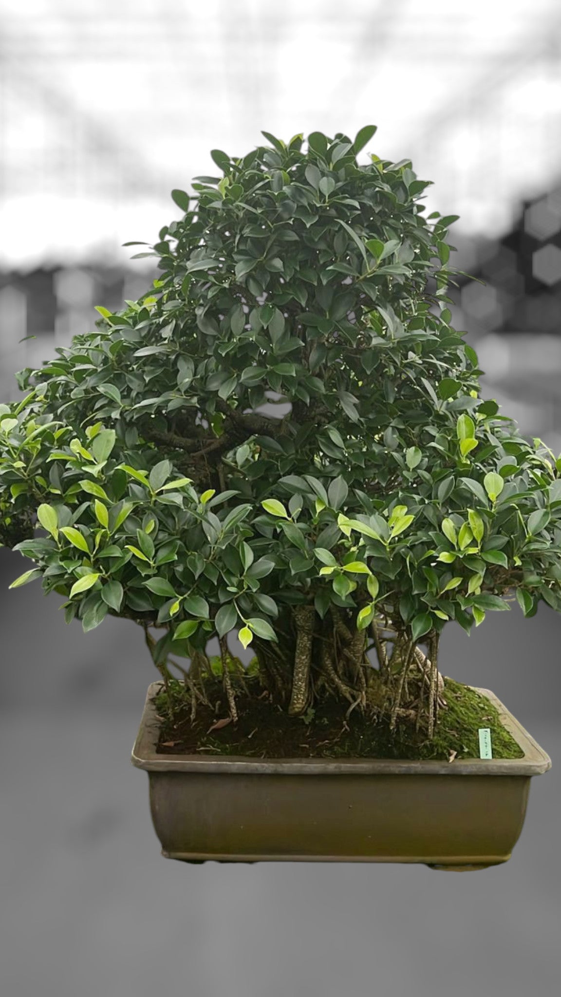 Bonsai Mix 90cm 50cm Pot