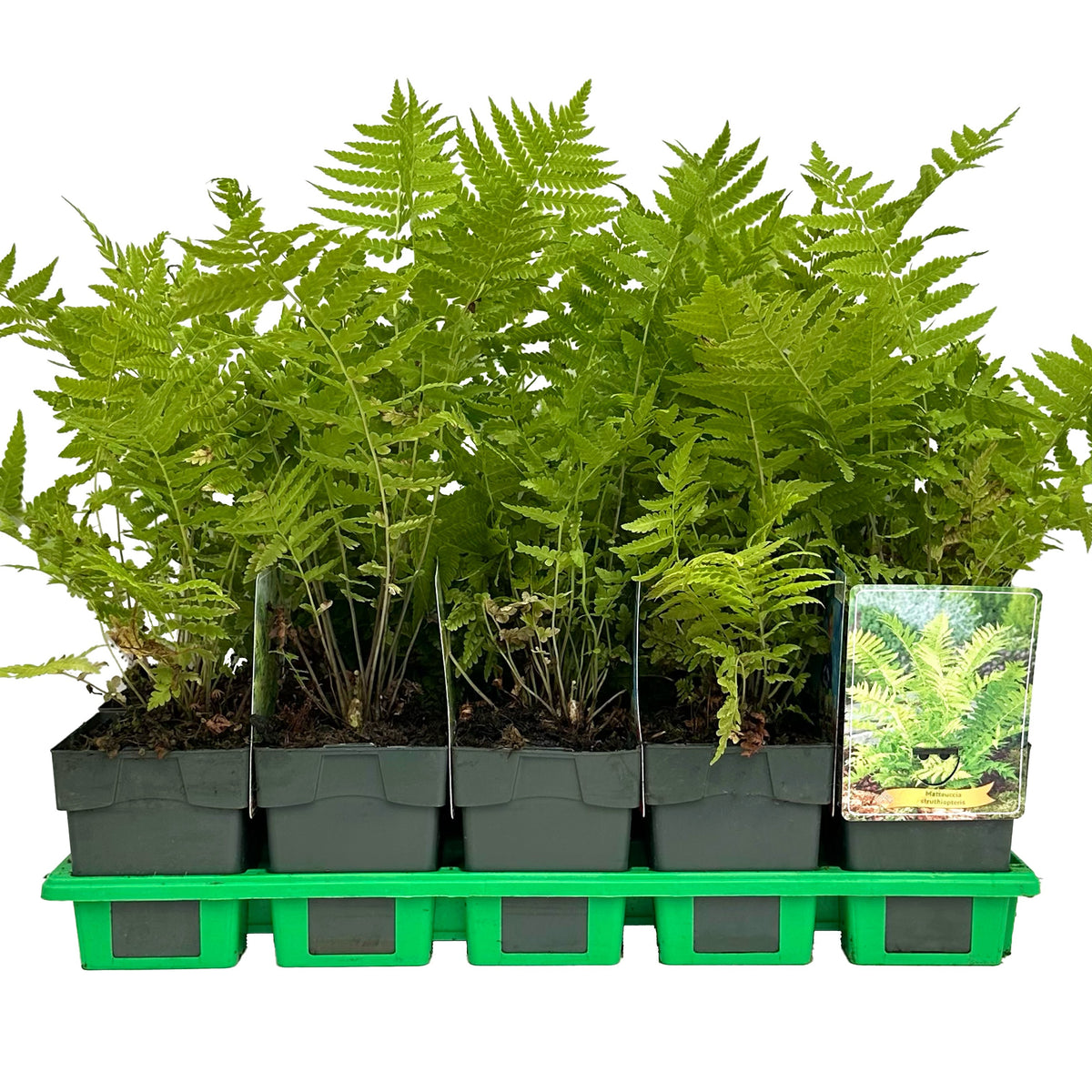 Matteuccia struthiopteris 25cm 11cm Pot