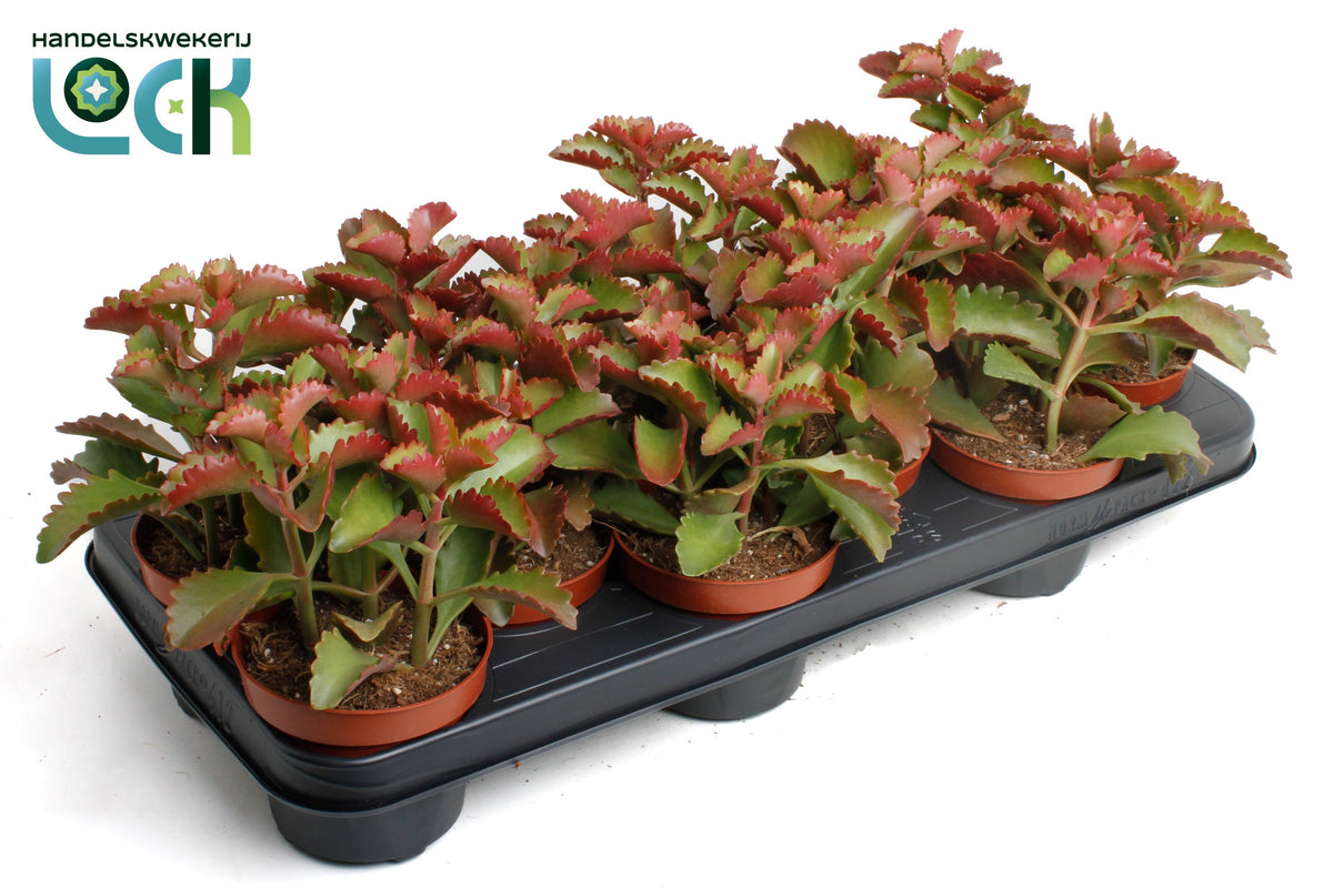 Succulent mix 15cm 10.5cm Pot