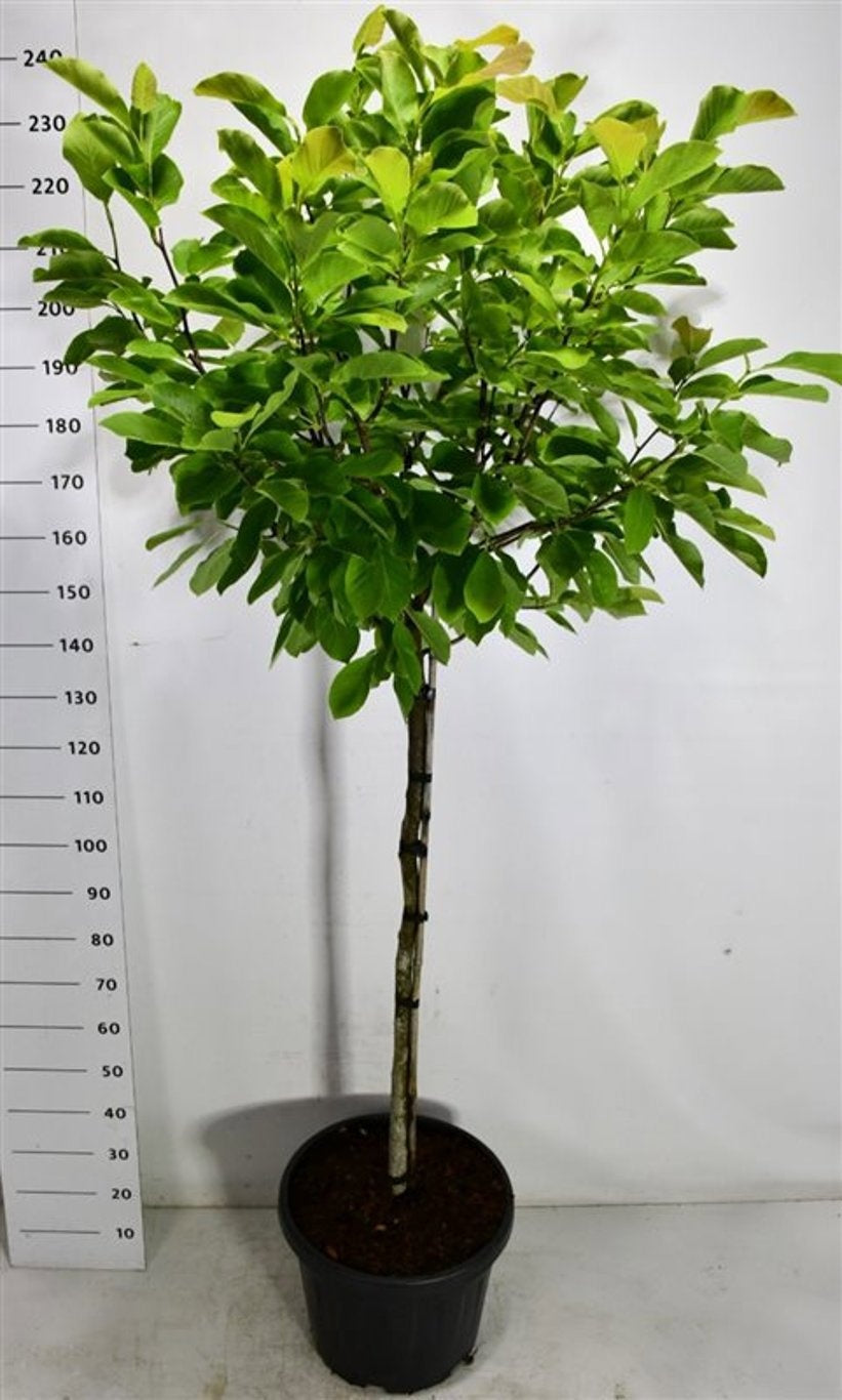 Magnolia soulangeana 240cm 48cm Pot