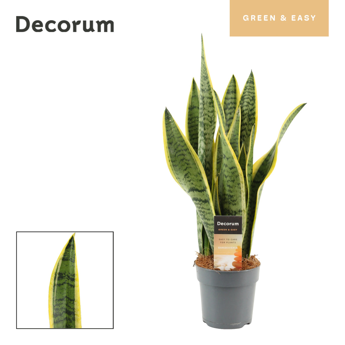 Sansevieria Laurentii 45cm 12cm Pot