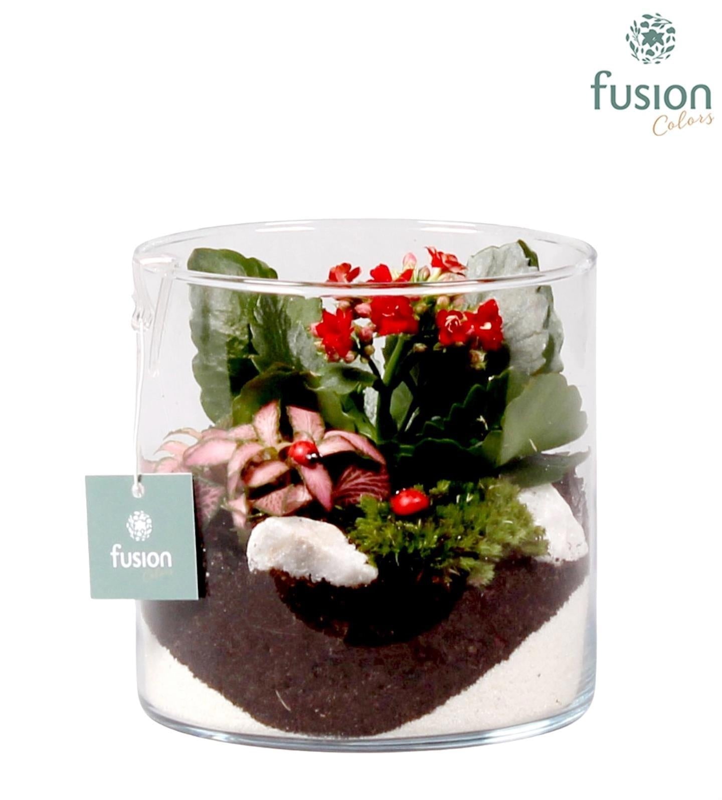 Glas cilinder Lucille klein met arrangement lieveheersbeestjes 2pp 15cm 15cm Pot