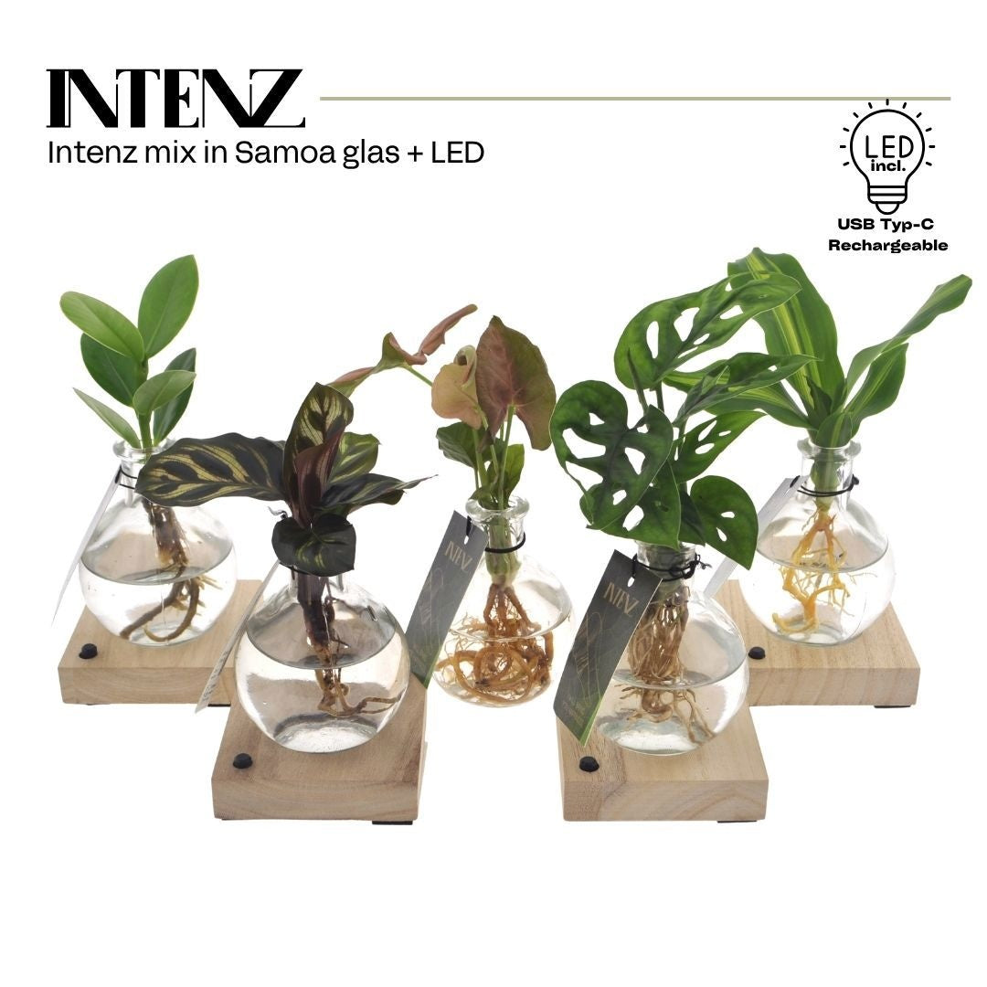 Foliage Intenz mix in Samoa + LED 15cm 7cm Pot