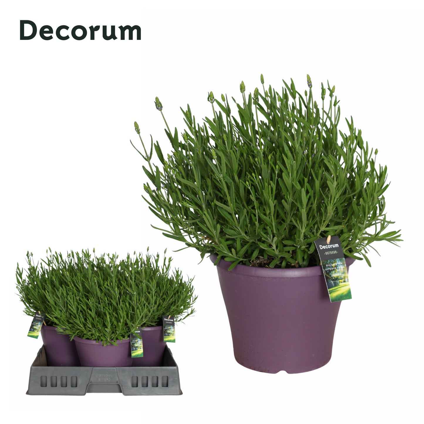 Hillplant BV Lavandula ang. Superblue Pack of 1
