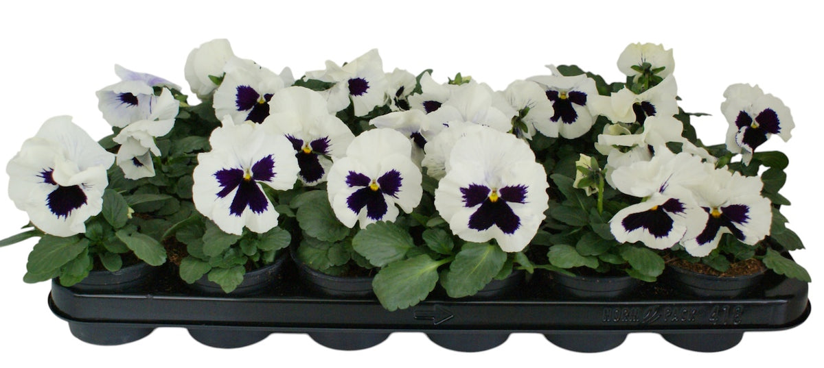 Viola Delta White with Blotch 12cm 9cm Pot