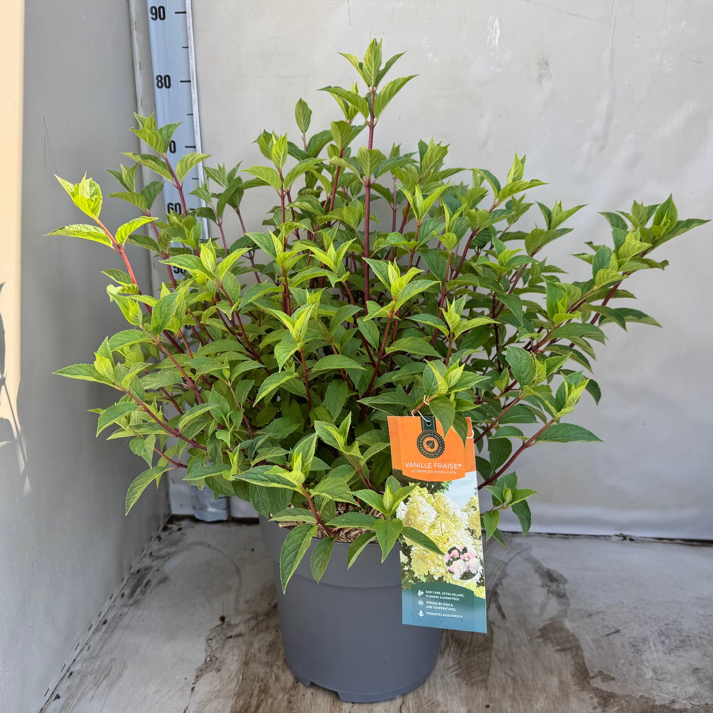 Hydrangea pan. Vanille-Frais 50cm 30cm Pot