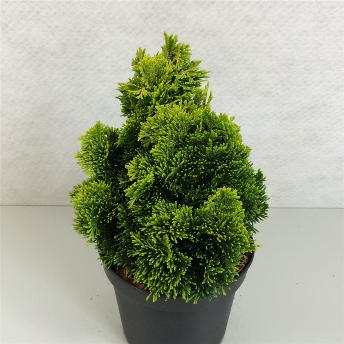 Chamaecyparis obtusa Aurora 25cm 19cm Pot
