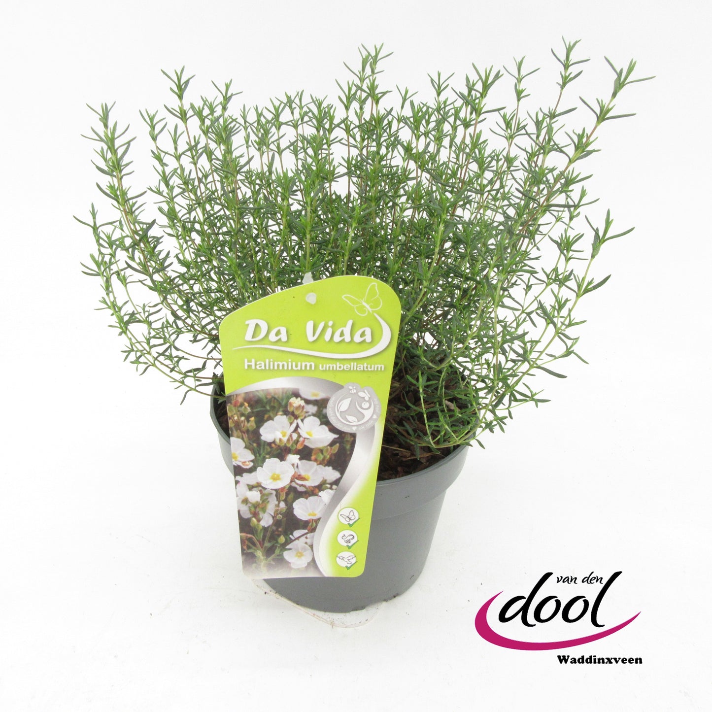 Halimium umbellatum 35cm 19cm Pot