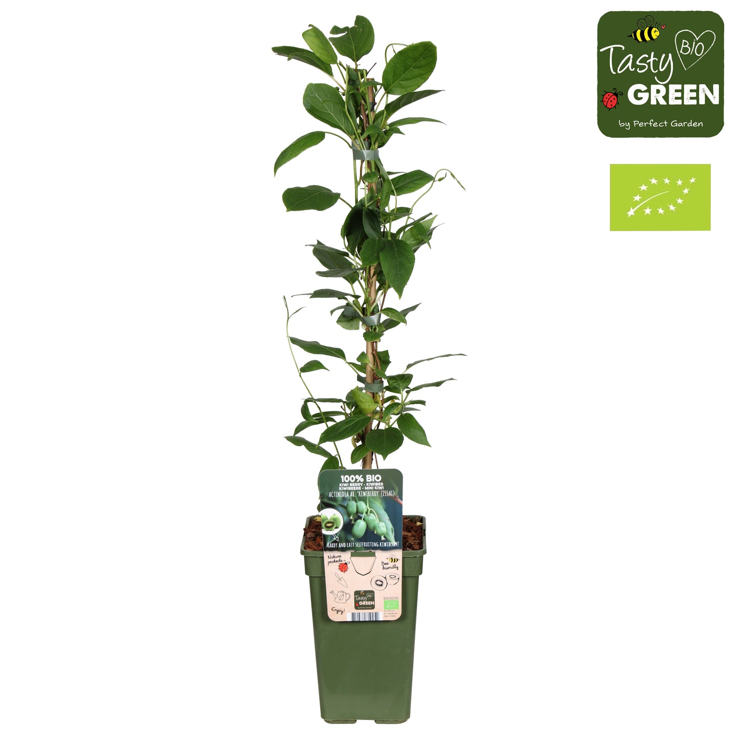 actinidia-arguta-issai-hardy-kiwi-50cm-19cm-pot